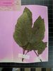 Herbarium sample